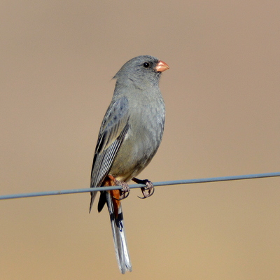 Band-tailed  Sierra Finch